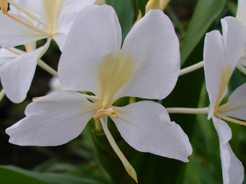 野姜花露珠