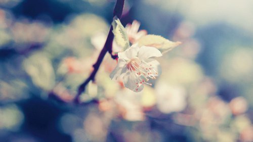 Love's Return