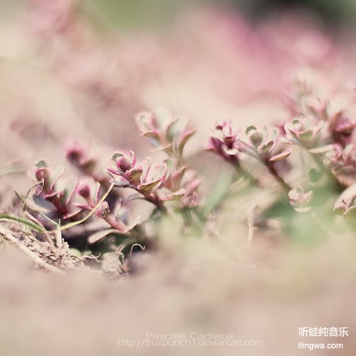 森の雫