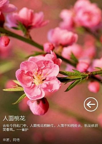 人间桃花（优美竹笛）