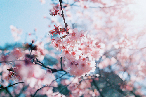 桃花醉