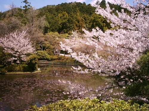 4月 星桜-はな-