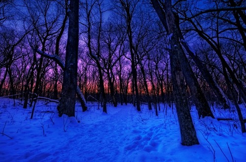 Deeper Frozen Forest