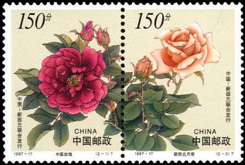 China Roses 中国玫瑰
