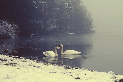 swan lake waltz