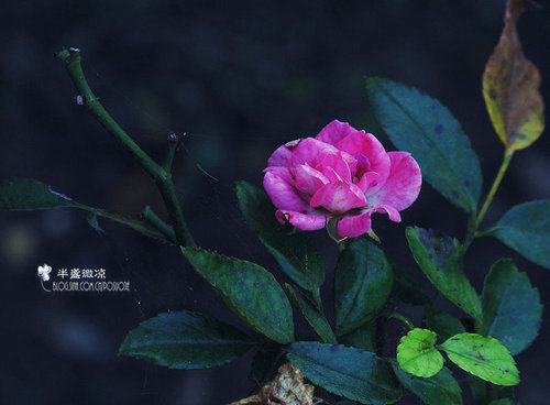The last rose of summer 夏日最后玫瑰 （钢琴）