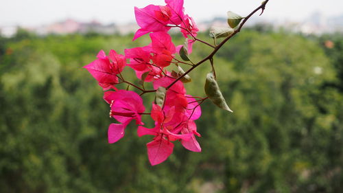 Plaisir D'Amour(爱的喜悦）