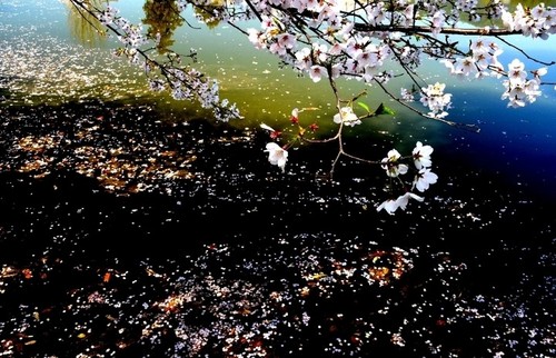 龍涙地潤