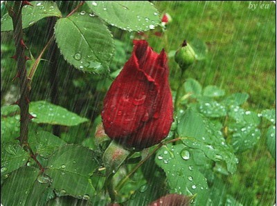 whispers  of rain