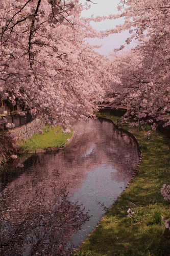 梦里不知身是客