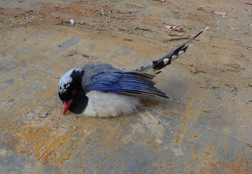 01 The bird of wounds（受伤的鸟）排箫