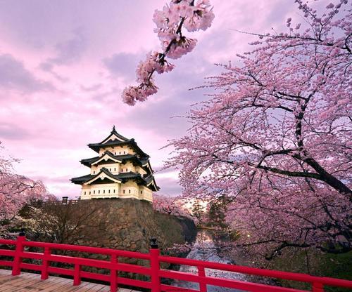 桜の樹の下