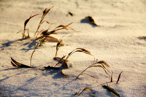 Desert Wind 