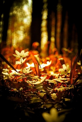 Magic Winter 