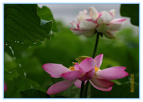 听雨