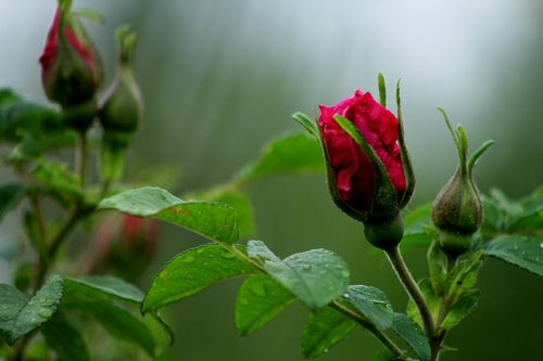 Rose In Wind And Rain《风雨中的玫瑰》