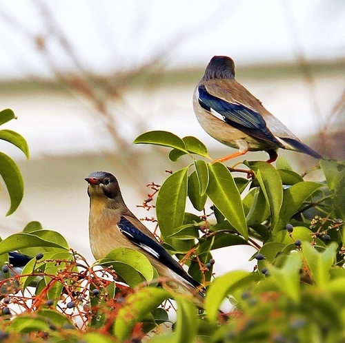 苗岭之晨   愉悦