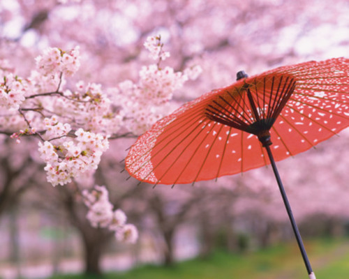 【杨晨】京都的樱花开了