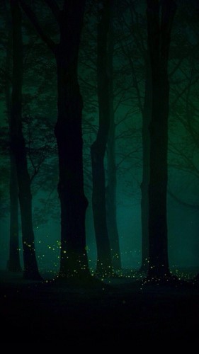 林中的萤火虫
