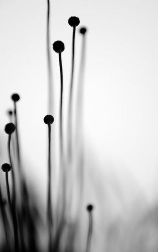 Black Garden(黑色花园）