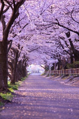 Sakura Tears 