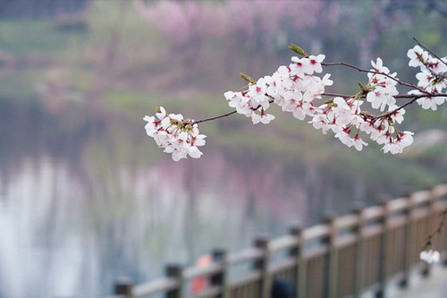 落の桜