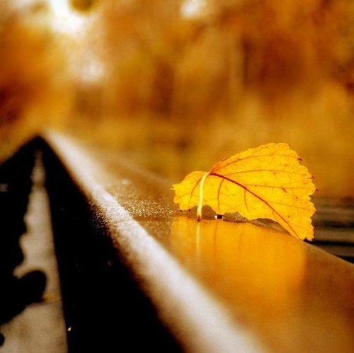 The Fallen Leaves 落叶
