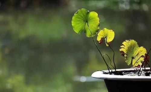  Tara 翩翩起舞