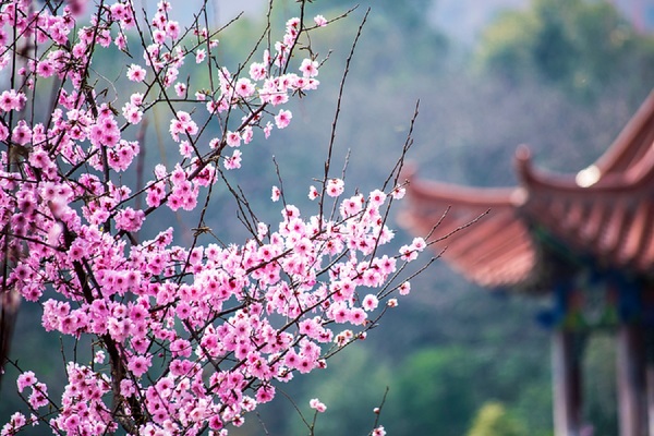 桃花庵下