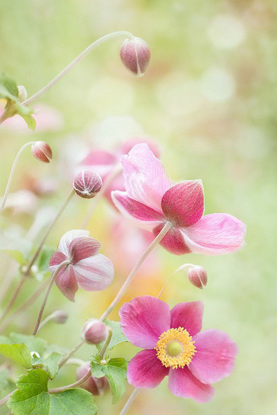 꽃잎을 품은 바다（怀着花瓣的大海）