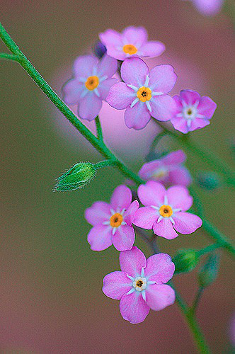 风花