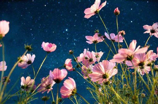 葬花吟