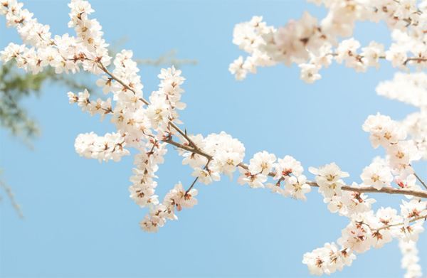 春天的花是冬天的梦