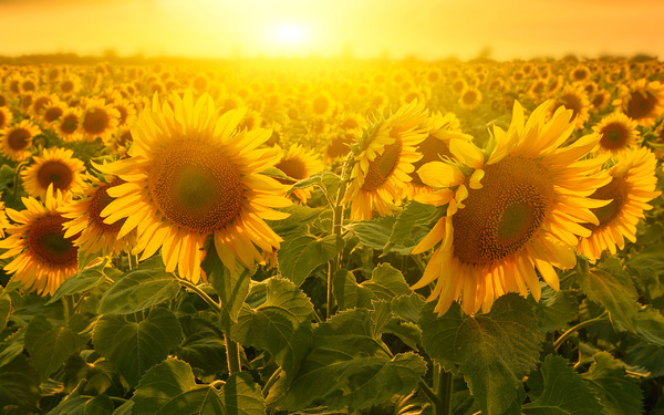 Into The Sun 