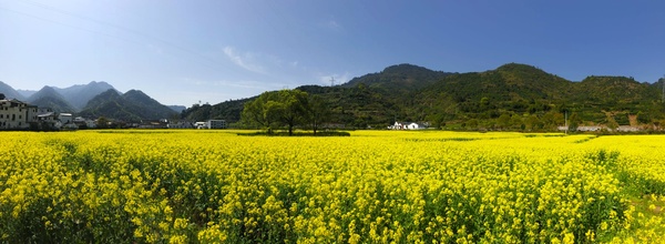 《布谷鸟》陶笛欢快