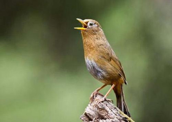 《宁静之声》-鸟2 天籁所在的地方