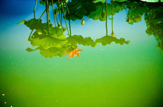 《无形之影》Reflection from the Unseen