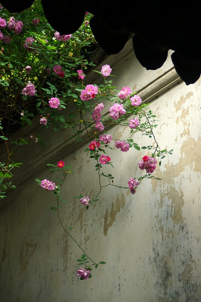 花容