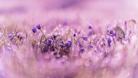 Flower of Tears 흘러내린 눈물은 꽃이 되어 