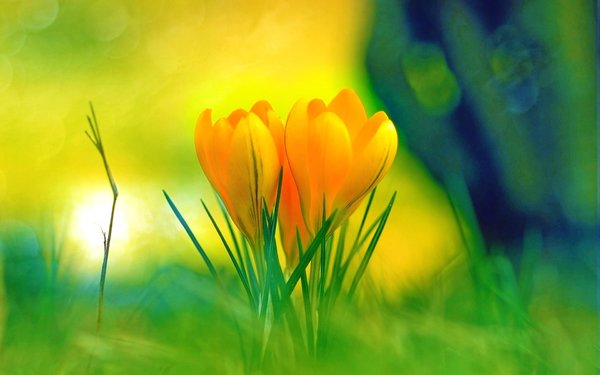 flower scent