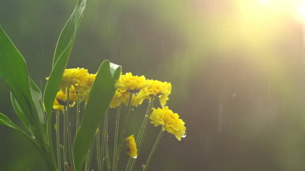 Yellow Flower