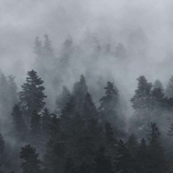 山溪，雾，丛树