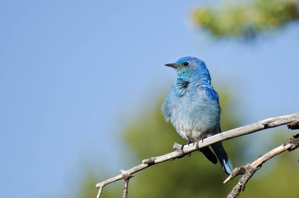 Bluebird