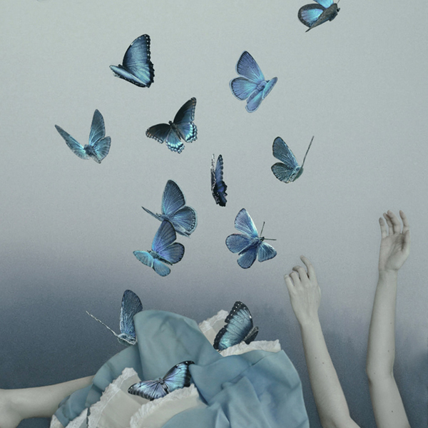 Butterfly's Dream