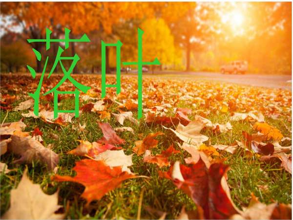 秋风吹下了落叶