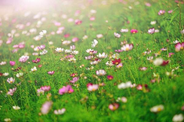 暁の花(晓之花)