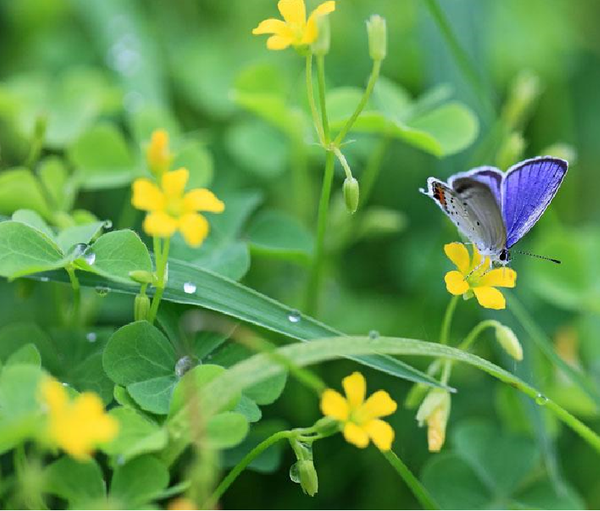 Butterflies And Flower