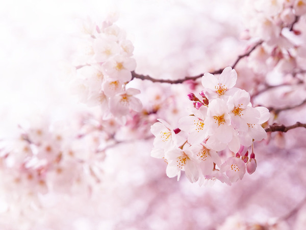 桜の下での送別