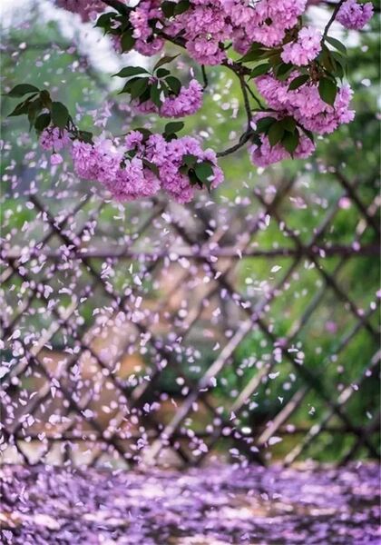 花落幕夕