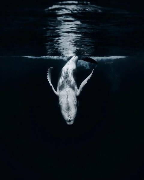 小水鲸